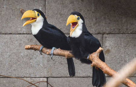 ZOO Zlín - opětovně jsme odchovali tukany obrovské! 